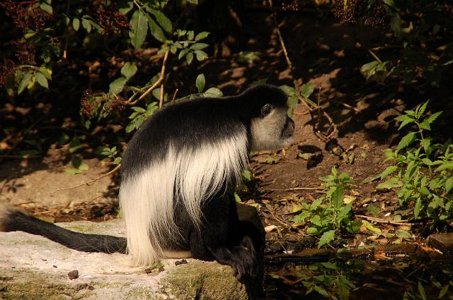 dierentuin emmen_0943